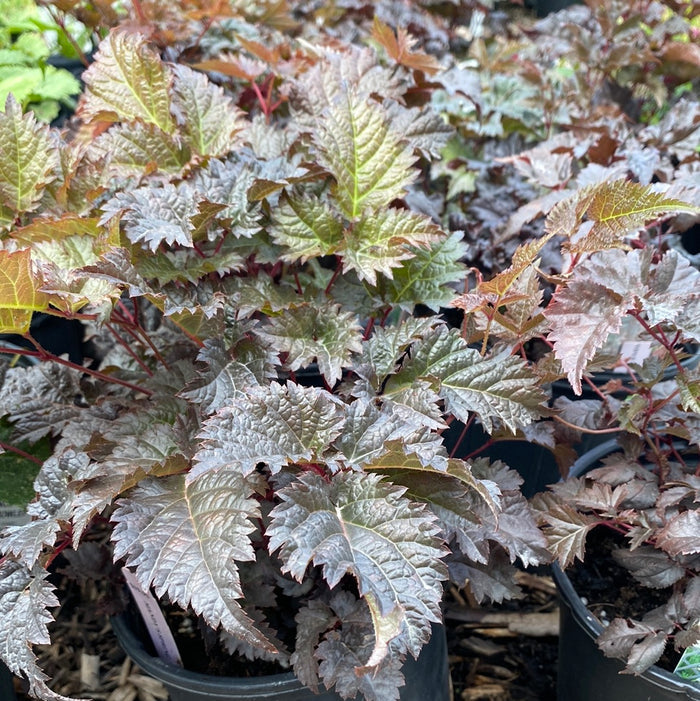 Chocolate Shogun Astilbe | Astilbe 'Chocolate Shotgun'