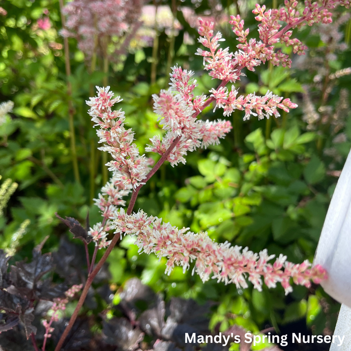 Chocolate Shogun Astilbe | Astilbe 'Chocolate Shotgun'