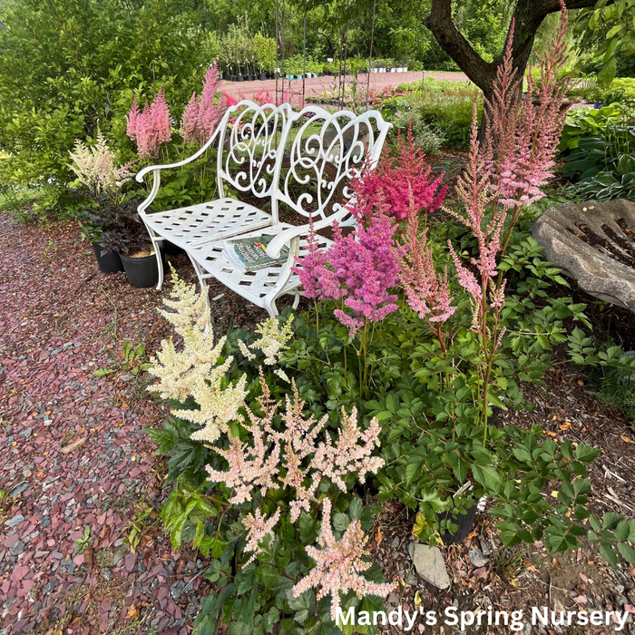 Chocolate Shogun Astilbe | Astilbe 'Chocolate Shotgun'