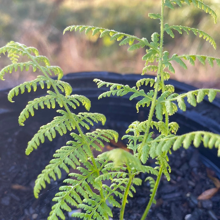 Cinnamon Fern | Osmunda