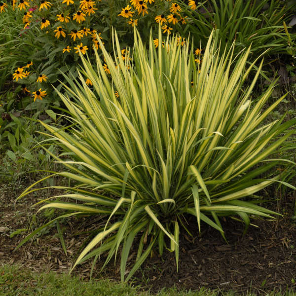 Color Guard Yucca | Yucca filamentosa