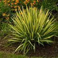 Color Guard Yucca | Yucca filamentosa