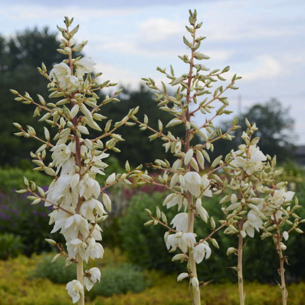 Color Guard Yucca | Yucca filamentosa