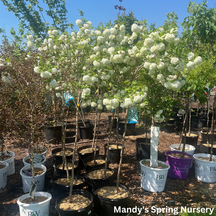 Common Snowball Viburnum - Tree Form | Viburnum opulus 'Roseum'