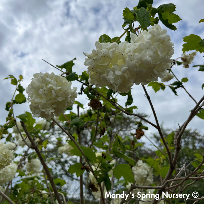 Common Snowball Viburnum | Viburnum opulus Roseum