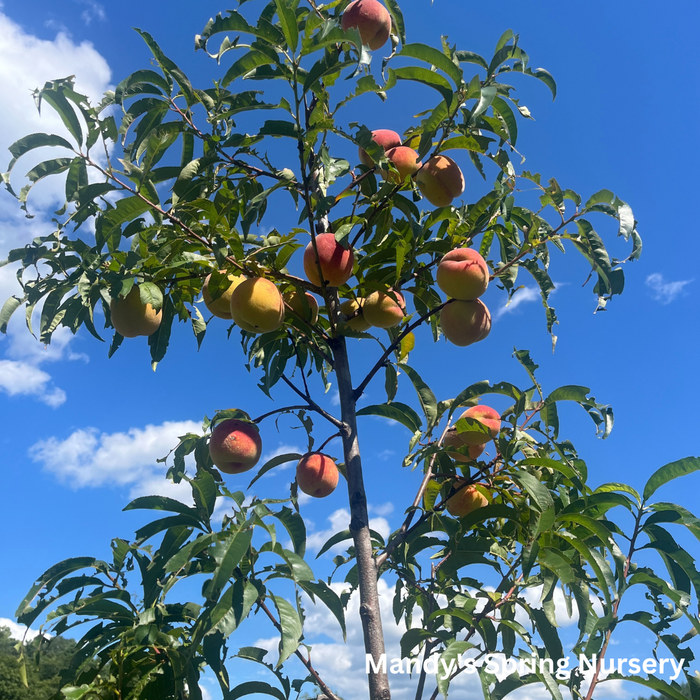 Contender Yellow Peach | Prunus persica 'Contender'