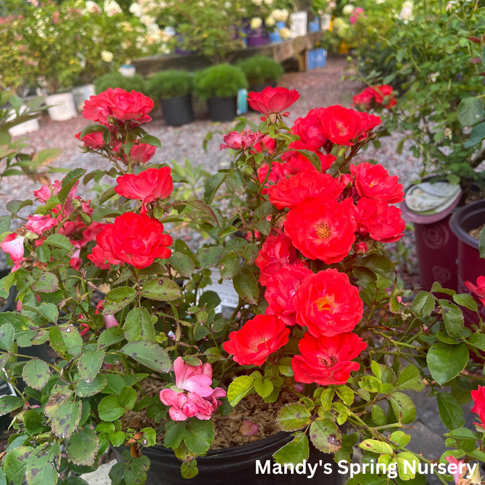 Coral Drift Rose | Rosa
