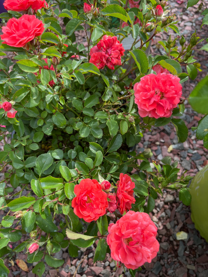 Coral Drift Rose | Rosa