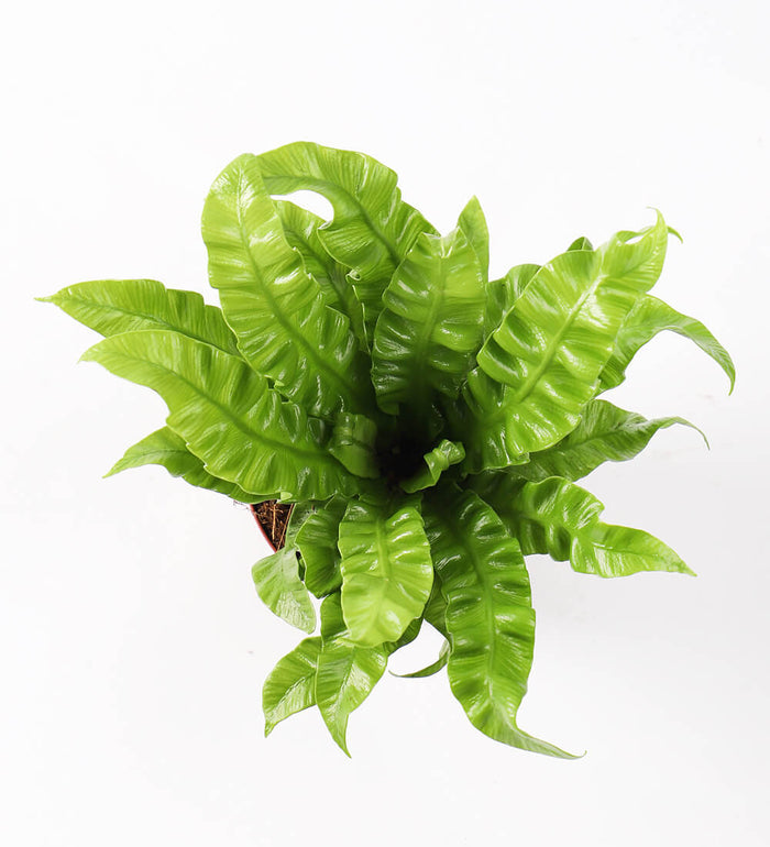 Crispy Wave Fern