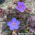 Dark Reiter Meadow Cranesbill Geranium | Geranium pratense