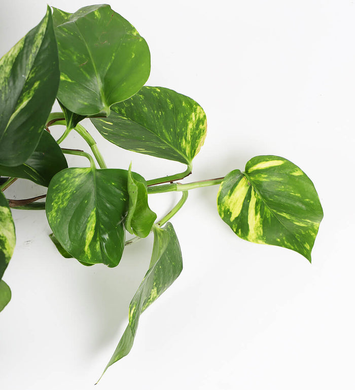 Devil's Ivy