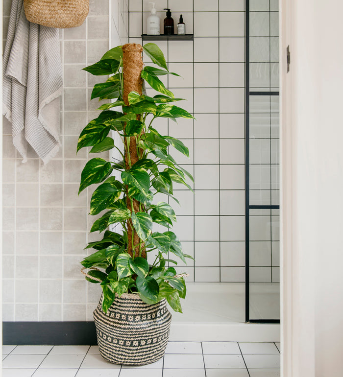 Devil's Ivy