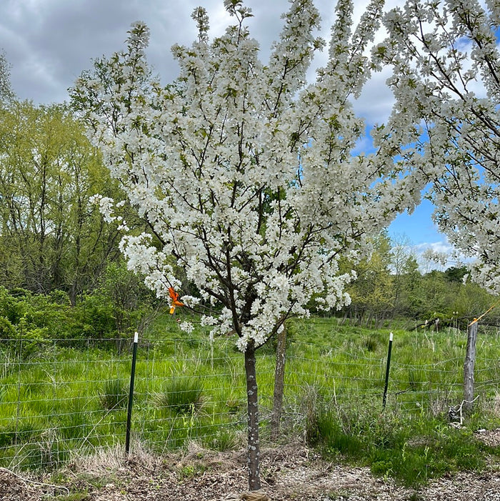 Donald Wyman Crabapple | Malus 'Donald Wyman'