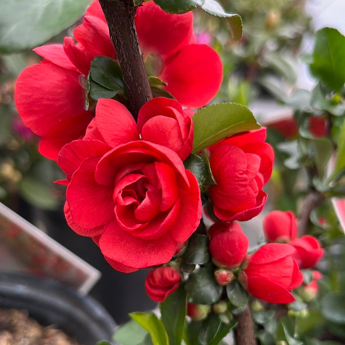 'Double Take Scarlet' Flowering Quince | Chaenomeles speciosa