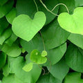 Dutchman's Pipe | Aristolochia macrophylla