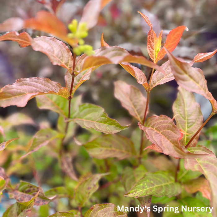 Dwarf Bush Honeysuckle | Diervilla lonicera