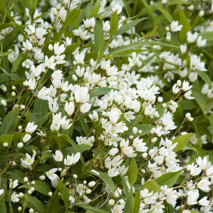 Dwarf Nikko Deutzia | Deutzia gracilis