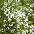 Dwarf Nikko Deutzia | Deutzia gracilis