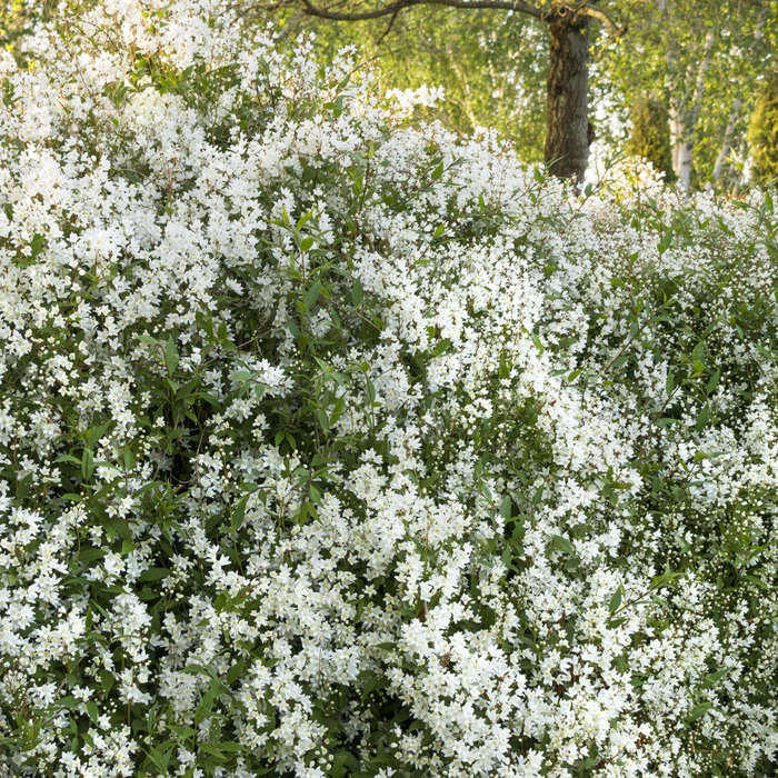 Dwarf Nikko Deutzia | Deutzia gracilis