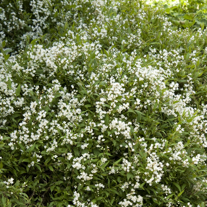 Dwarf Nikko Deutzia | Deutzia gracilis