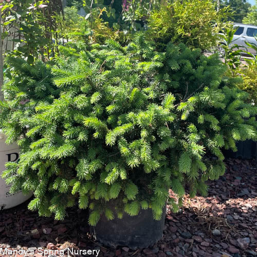 Dwarf Norway Spruce | Picea abies 'Pumila'