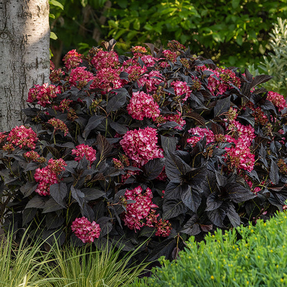 Eclipse® Bigleaf Hydrangea | Hydrangea macrophylla 'Bailmacseven'