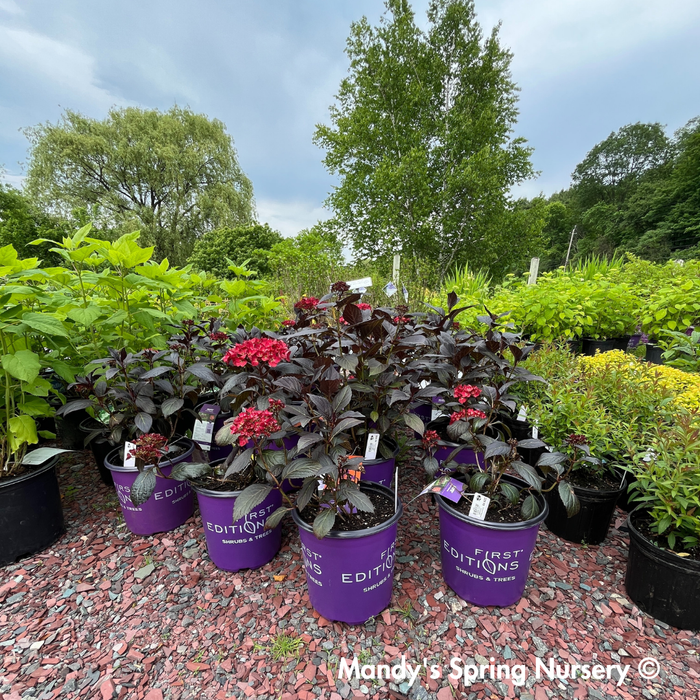 Eclipse® Bigleaf Hydrangea | Hydrangea macrophylla 'Bailmacseven'