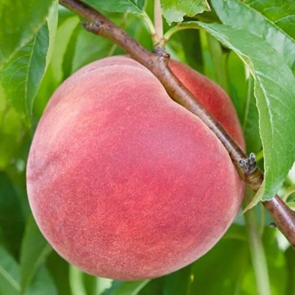 'Elberta' Peach | Prunus persica