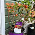 Electric Lights™ Red Azalea | Rhododendron 'Electric Lights Red'