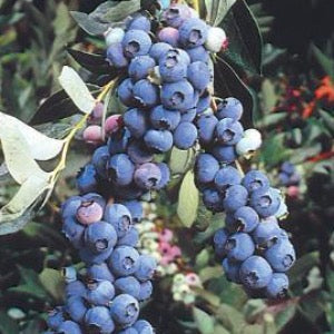 Elliott Blueberry | Vaccinium elliottii