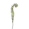 Enamel Fiddlehead Fern- moss