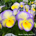 'Etain' Viola