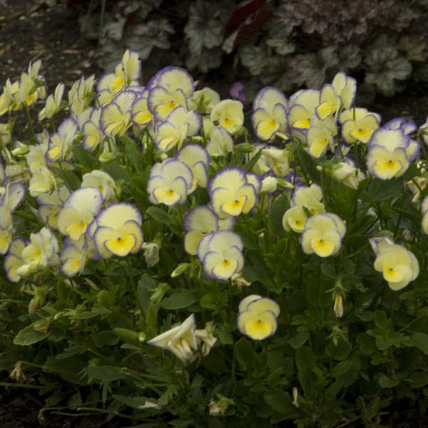 'Etain' Viola