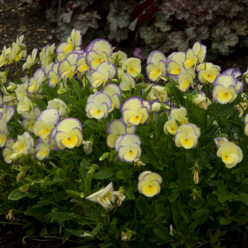 'Etain' Viola