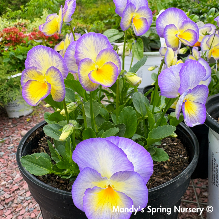 'Etain' Viola