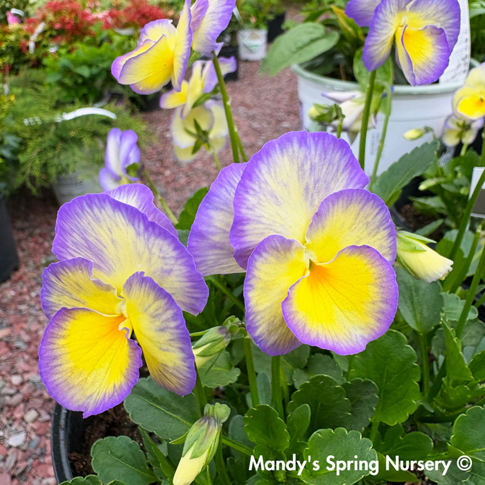 'Etain' Viola