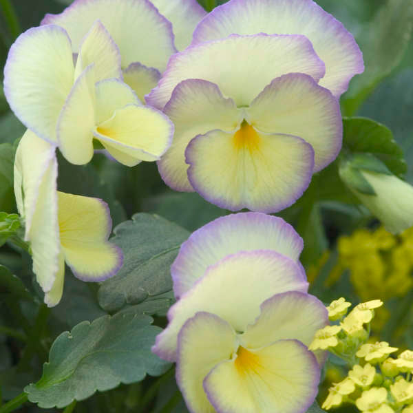 'Etain' Viola
