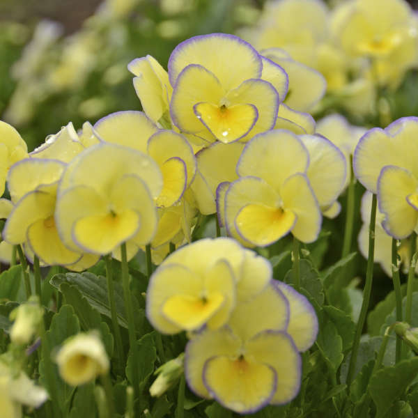'Etain' Viola