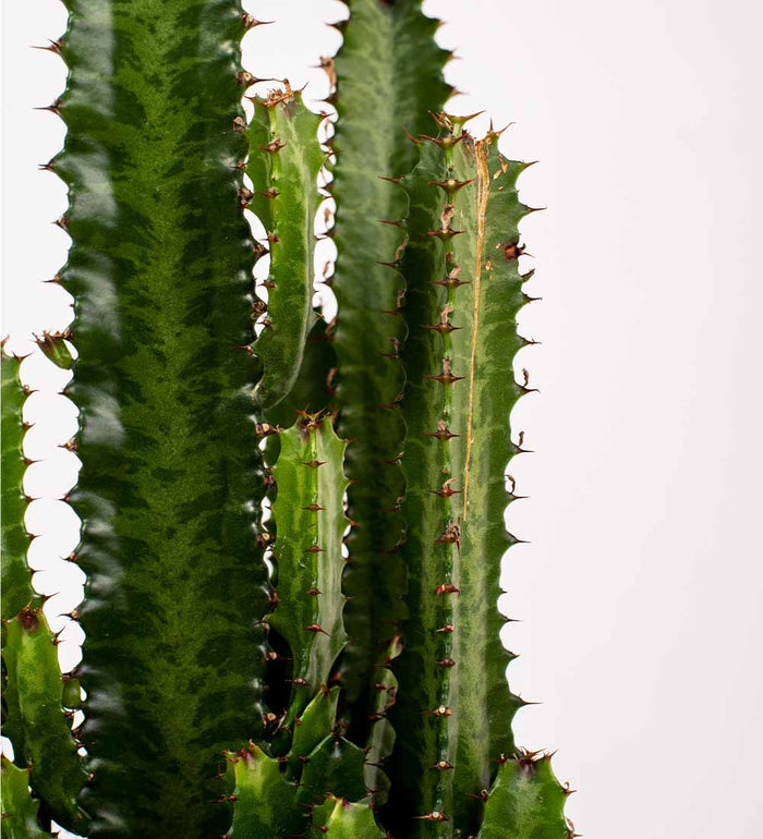 Euphorbia Trigona Cactus