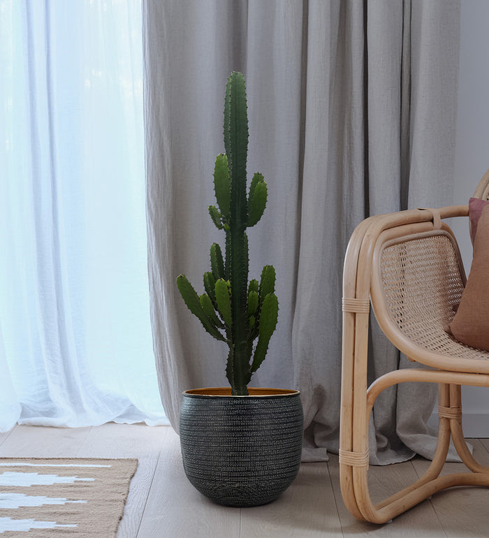 Euphorbia Trigona Cactus