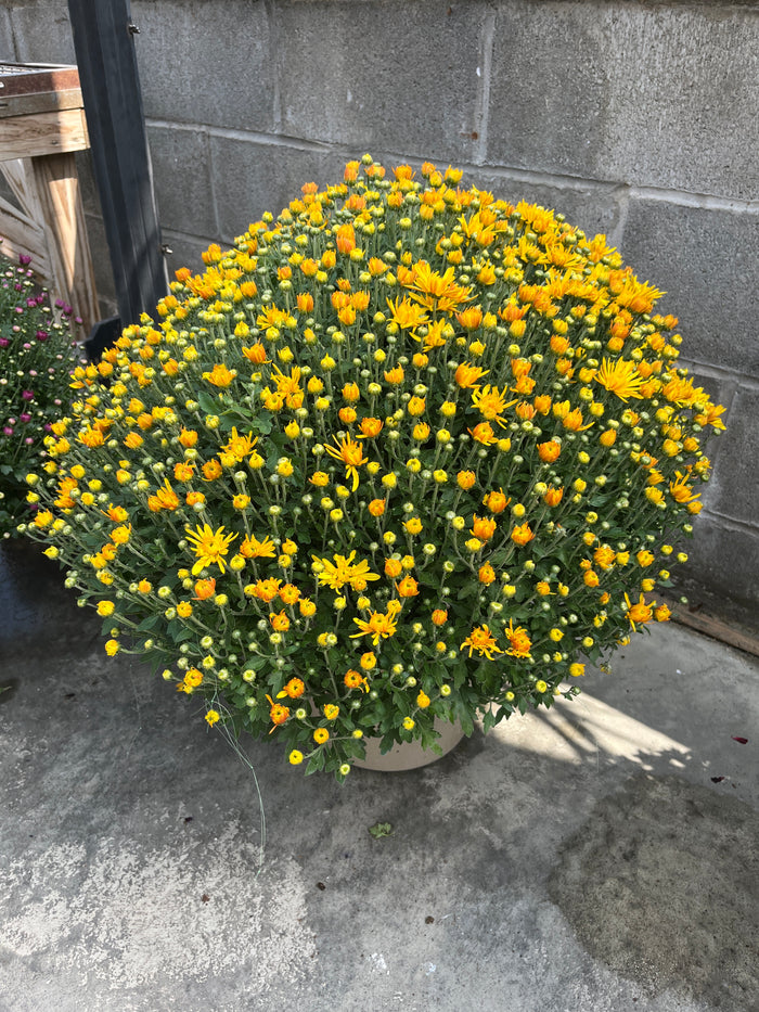 8.5-9" Assorted
