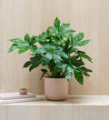 Fatsia Japonica