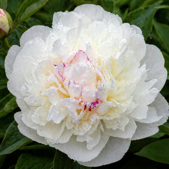 Festiva Maxima Peony | Paeonia 'Festiva Maxima'