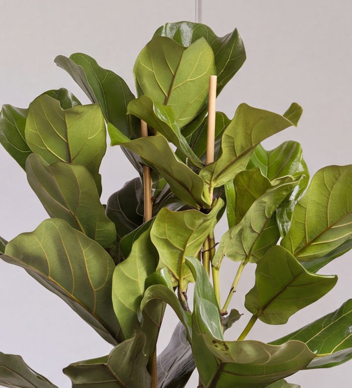 Close-up of Fiddle Leaf Fig large veined leaves