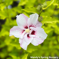 Fiji Rose of Sharon | Hibiscus syriacus