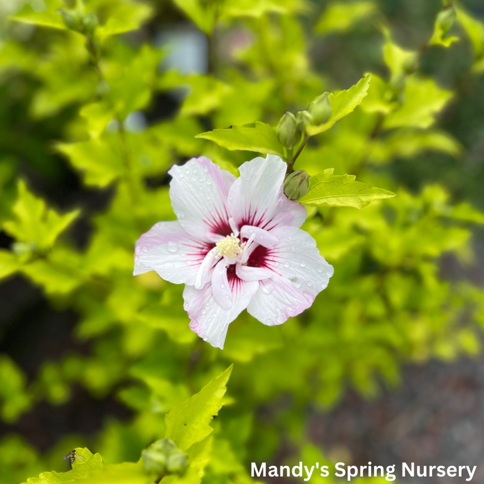 Fiji Rose of Sharon | Hibiscus syriacus