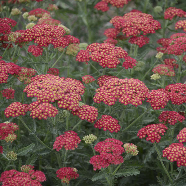 'Firefly Red Pop' Yarrow | Achillea hybrid