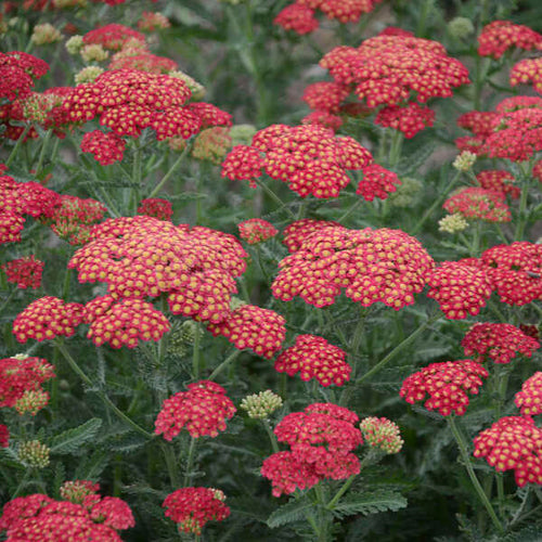 'Firefly Red Pop' Yarrow | Achillea hybrid