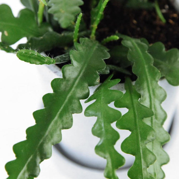 Fishbone Cactus