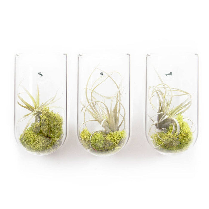 Flower Vase Clear Glass With Hole For Wall Mounting
